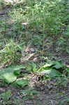 Broadleaf plantain